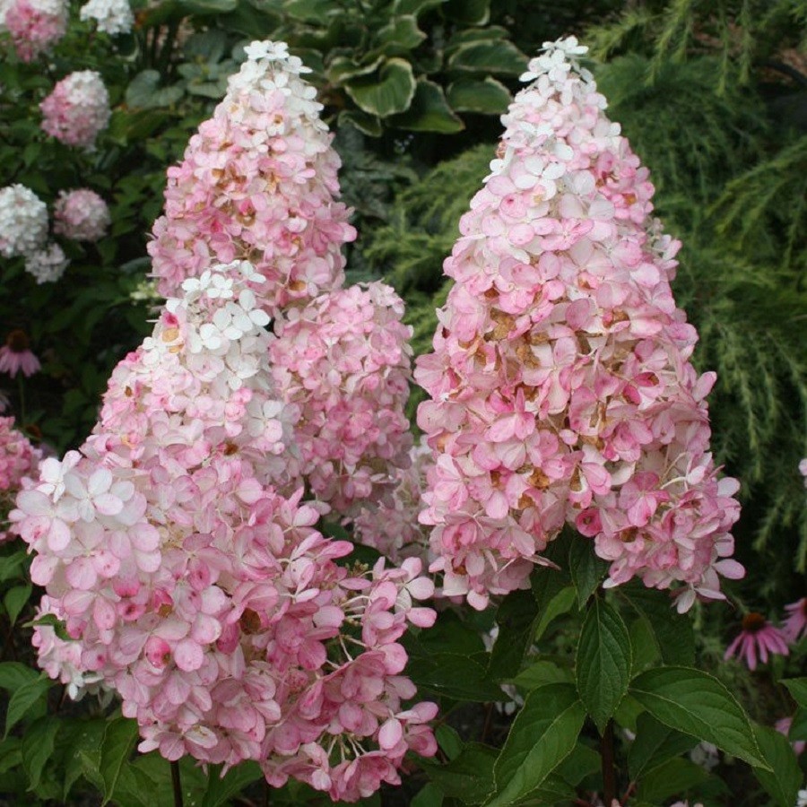 Hydrangea paniculata 'Pink Lady'